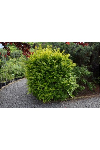 Кущ бирючины гибридной Викарий